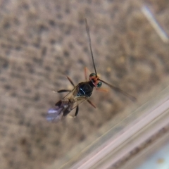 Dinocampus coccinellae