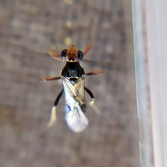 Dinocampus coccinellae