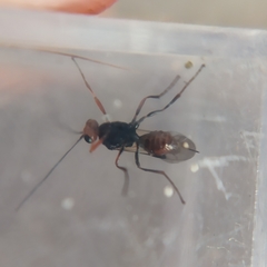 Dinocampus coccinellae