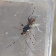 Dinocampus coccinellae