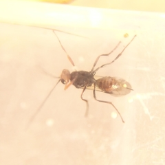 Dinocampus coccinellae