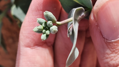 Moricandia suffruticosa