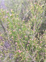 Erica umbellata