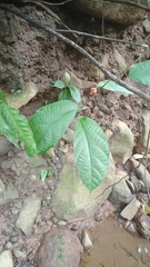 Ficus scaberrima