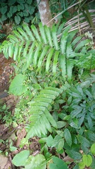 Pleocnemia irregularis