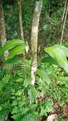 Anadendrum microstachyum