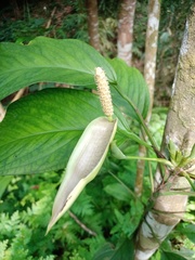 Anadendrum microstachyum