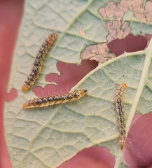 Passiflora cinnabarina