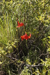 Gladiolus saundersii