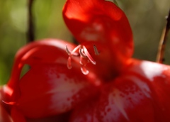 Gladiolus saundersii