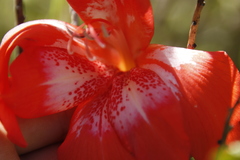 Gladiolus saundersii