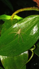 Heteropoda ocyalina