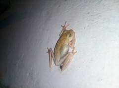 Boana platanera