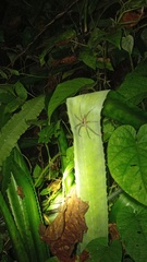 Heteropoda ocyalina
