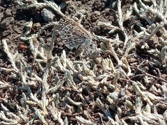 Zabuella tenellus