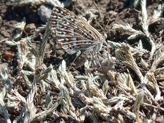 Zabuella tenellus