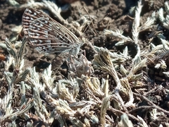 Zabuella tenellus
