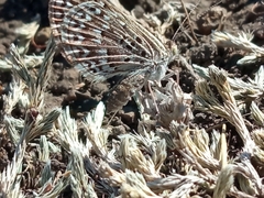 Zabuella tenellus