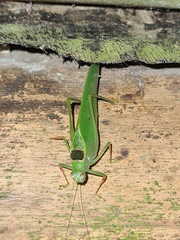 Phylloptera