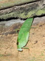 Phylloptera