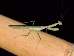 Stagmomantis theophila
