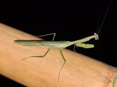 Stagmomantis theophila