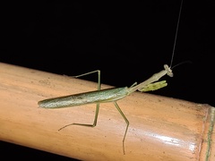 Stagmomantis theophila