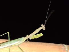 Stagmomantis theophila