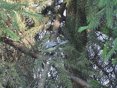 Cyanistes caeruleus