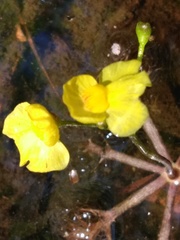 Utricularia inflata