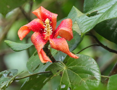 Hibiscus elatus