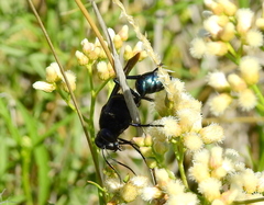 Stangeella cyaniventris
