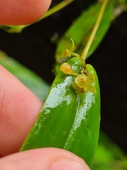 Pleurothallis dibolia