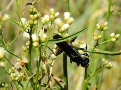 Chlorion hemipyrrhum