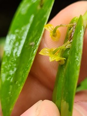 Pleurothallis dibolia
