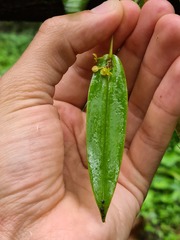 Pleurothallis dibolia