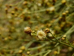 Baccharis retamoides