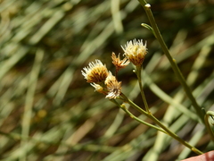 Baccharis retamoides
