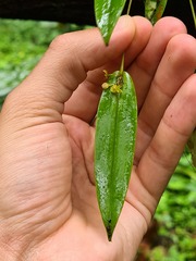 Pleurothallis dibolia