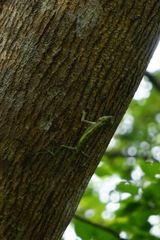Diploderma polygonatum polygonatum