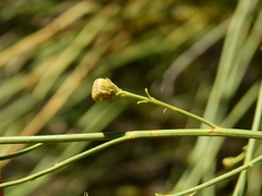 Baccharis retamoides