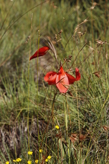 Gladiolus saundersii