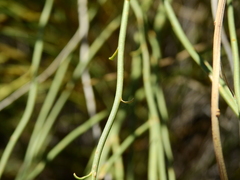 Baccharis retamoides