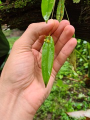 Pleurothallis dibolia
