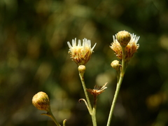 Baccharis retamoides