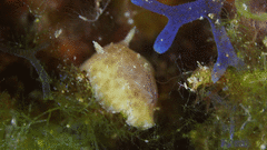 Peltodoris punctifera