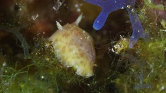 Peltodoris punctifera