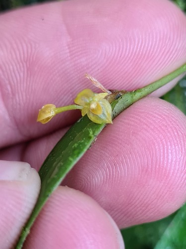 Pleurothallis dibolia, photograph 5