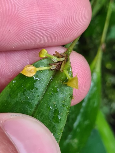 Pleurothallis dibolia, photograph 6