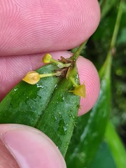 Pleurothallis dibolia